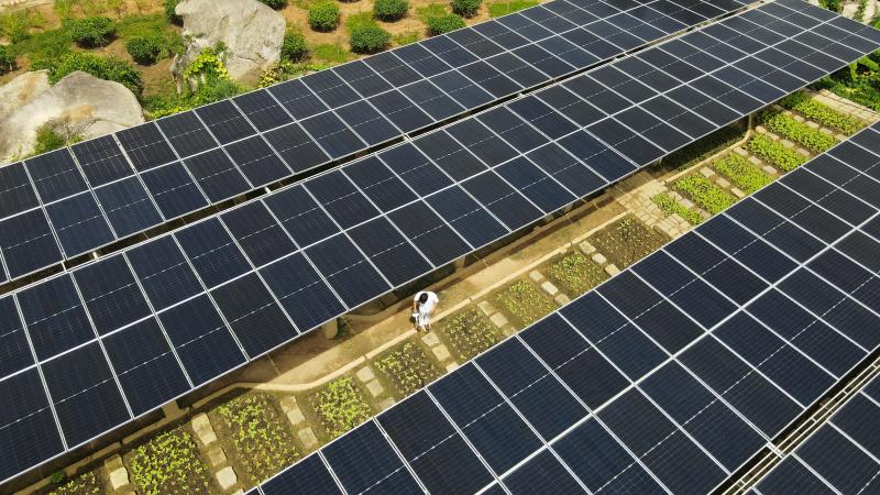 リゾート内に誕生した太陽光発電所「ニンバン・グリーンズ」には、800枚の太陽光パネルが並べられています