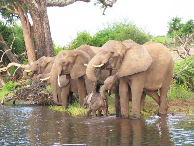 水を飲みに来ているゾウの家族