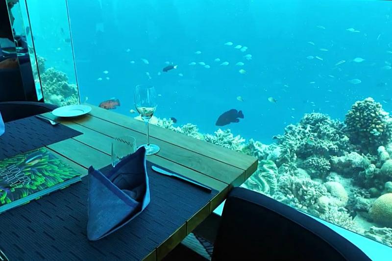 テーブルのすぐ近くでたくさんの魚を見ることができます