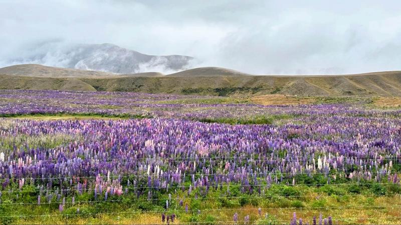 ドライブの道中で見たルピナス畑