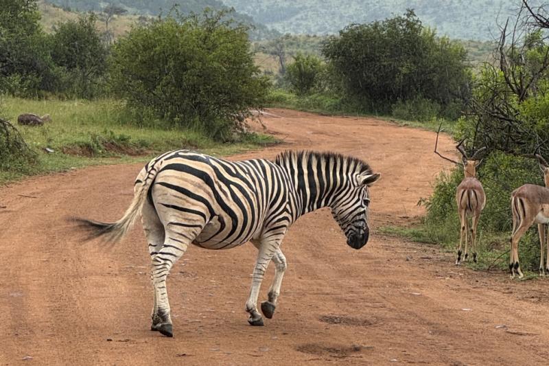 赤土の道路をサファリカーで巡ります