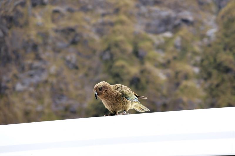 ミルフォードサウンドへのツアーの道中で野生のケアに遭遇しました