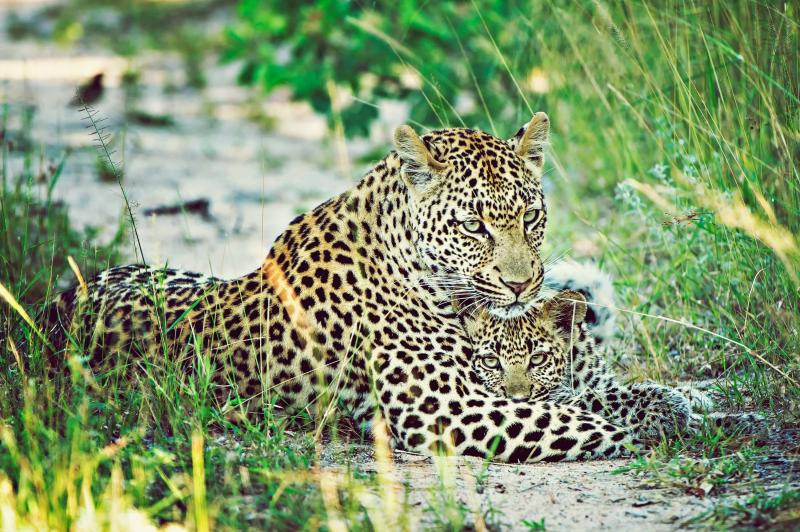 【南アフリカ】  ビッグ5、ペンギン通年 (エリアによる)¥¥¥¥究極の豪華ロッジ・ワイン・街歩き★☆☆ (初級)