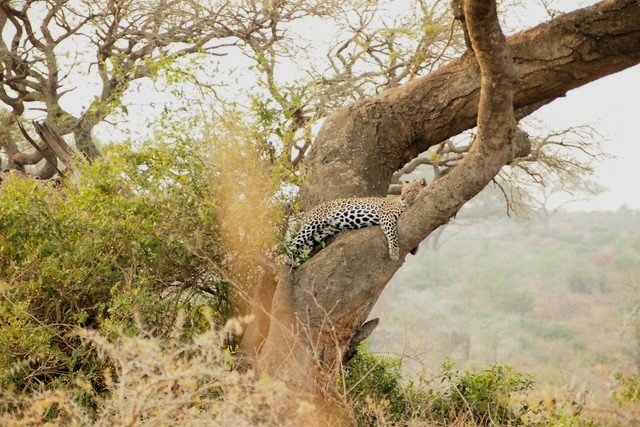 最後のBig5、ヒョウ！