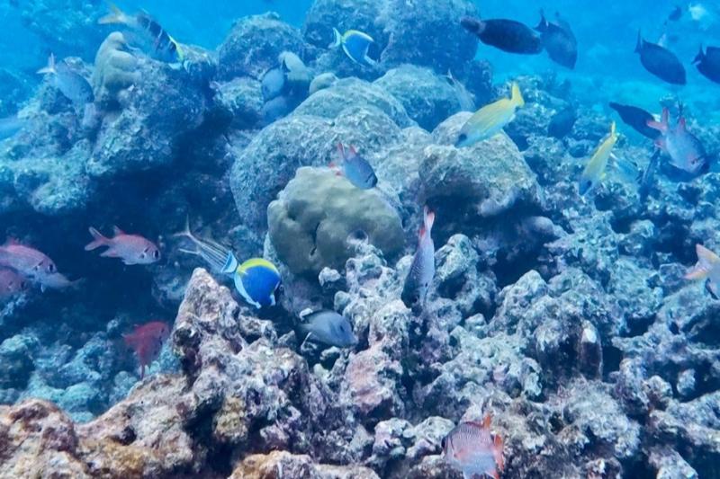 ハウスリーフには美しいサンゴや魚がいっぱい！