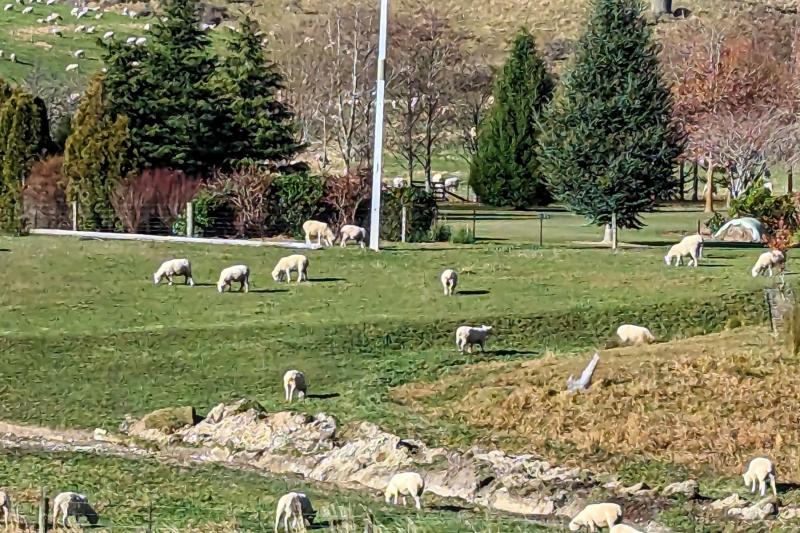 羊の群れ（テカポ～クライストチャーチ行きのバスの車窓からの風景）