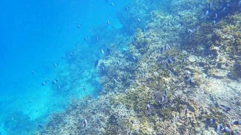 魚もたくさんご覧いただけます