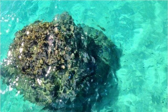 トロピカルフィッシュはたくましい大きな珊瑚に潜んでいます