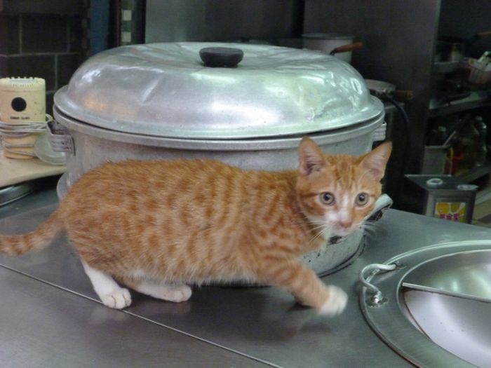 鍋に接近するネコ