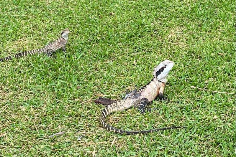 マンリーのあちこちにいるオーストラリアンウォータードラゴン（トカゲ）