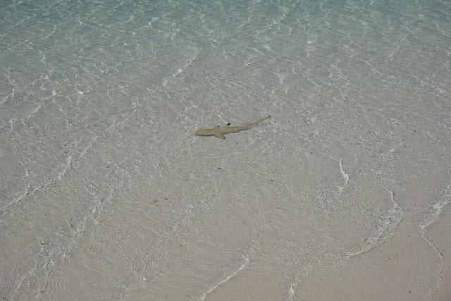 砂浜波打ち際で毎日のように出迎えてくれたスモールシャーク（勝手な呼称）。写真はないのですが、カメ、サメ（普通の）、エイも見ました。