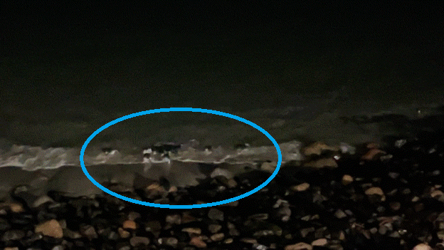 海のほうからリトルブルーペンギンが泳いできました
