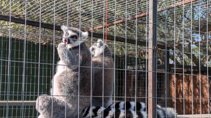のんびりたたずむワオキツネザル