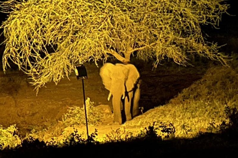 夜になると、ゾウやフクロウがレストラン前の池に集まってきます