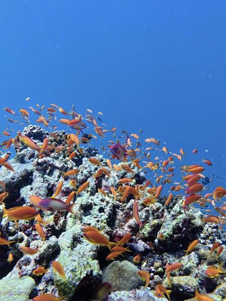 かわいいお魚さんたちがいっぱい！ 
