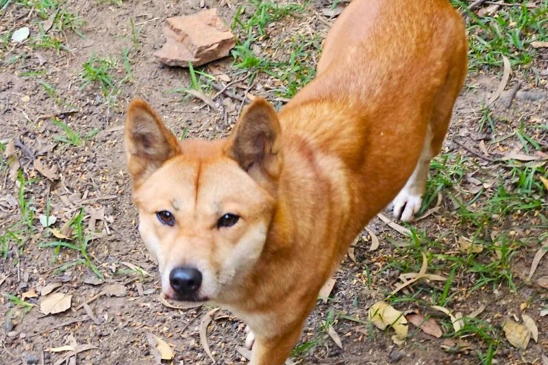 この子は犬じゃなくて、ディンゴ