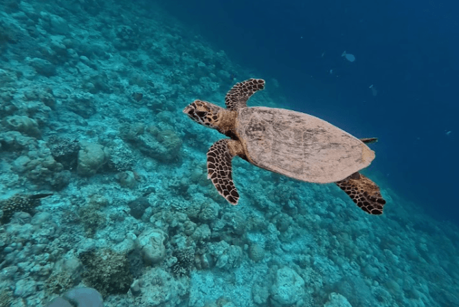 深めのハウスリーフで泳ぐウミガメ