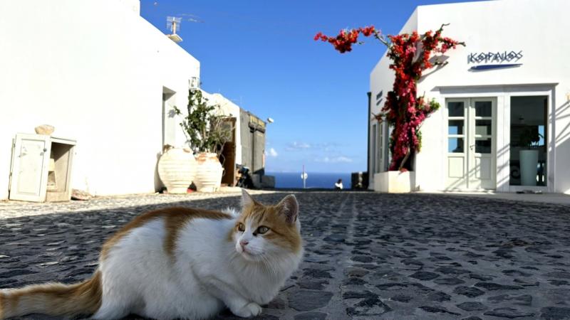 サントリーニ島の猫