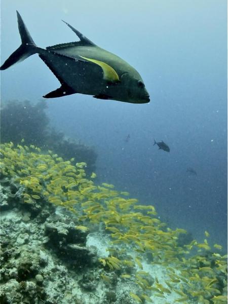 大きい魚もカラフルな小さい魚もたくさん