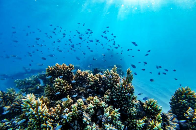 さまざまな魚を見ることができます