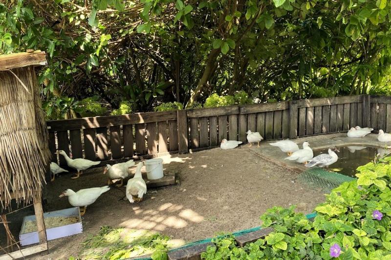 アヒルもいます