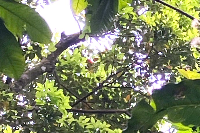 梢の奥にオレンジ色の鳥（見えにくいです…）