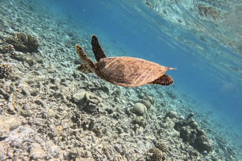 シュノーケリングでは、たくさんのお魚やウミガメに出会えて大満足