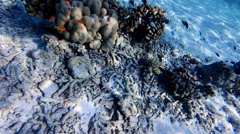 カラフルな小さいお魚さん