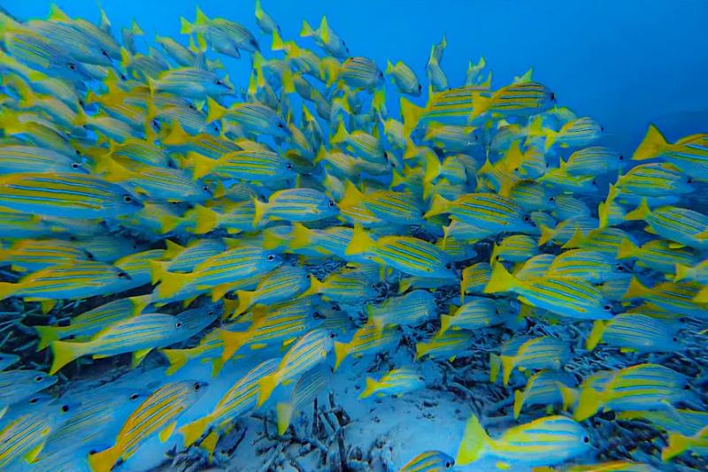 ブルーホールのたくさんのお魚たち