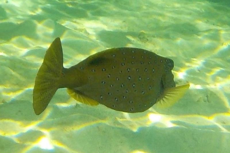 水上ヴィラの階段からすぐに見られた魚たち