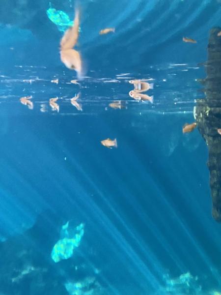 小魚さんもたくさんいる、生命の泉（セノーテ）