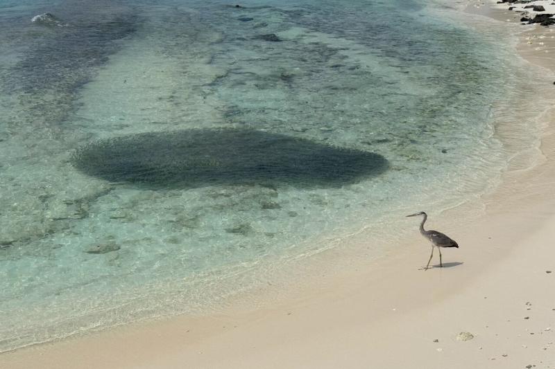 アイランドキッチンの前にいた、魚の群れと鳥さん
