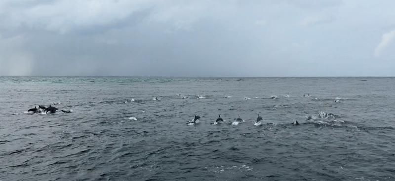 サンセットドルフィンクルーズ