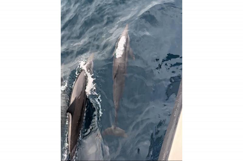 ドルフィンクルーズでは、イルカと遭遇！ 出会えてよかったです。次の日もイルカの群れがレストラン前の海を泳いでいて、みんな撮影していました。