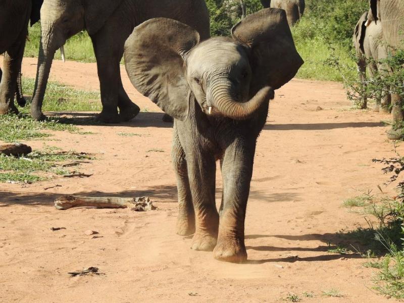 象の群れに、可愛い1匹の赤ちゃん象。とても興味深いのか、私たちが乗っているサファリカーの近くまで来て、何度も鼻をふり何か話しかけてくれているようでした