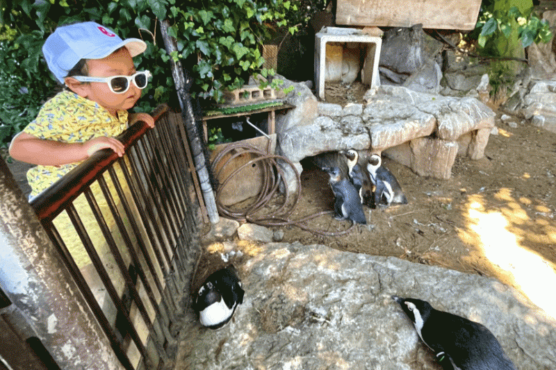 動物園も満喫♪ 動物三昧～ペンギンたち（伊豆シャボテン動物公園にて）