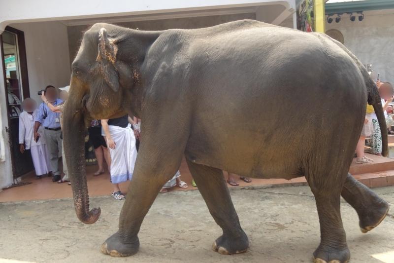 ピンナワラの孤児院の象さん