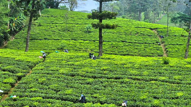 茶摘みをしている様子がうかがえます