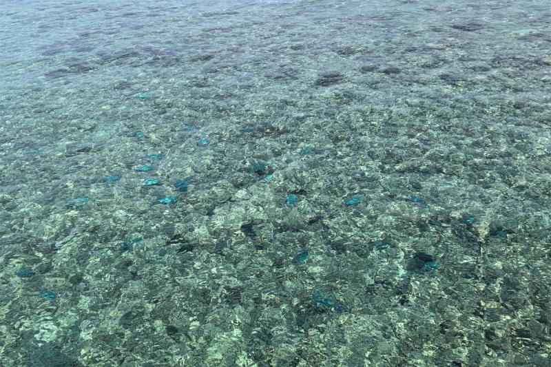 透明な海。青いお魚達が泳いでいます！見えますでしょうか？