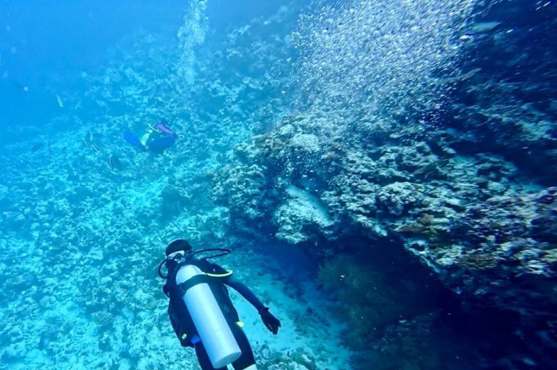 サンゴや大小さまざまな魚たちと一緒に、緩やかな海流に乗って進みます