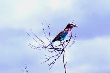 幸せの青い鳥。とってもカラフル