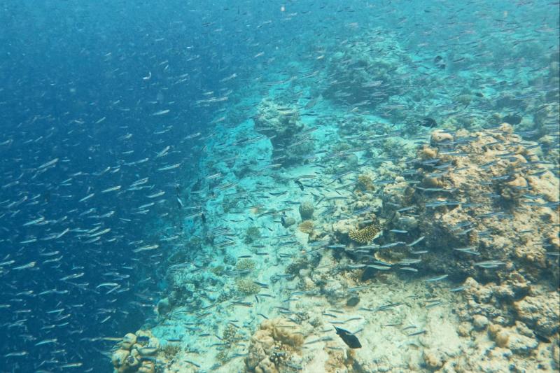 シュノーケリングの時に撮った写真。信じられない程の魚と一緒に泳げました！