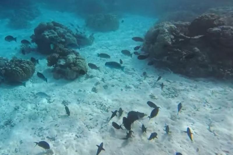 魚もたくさん見られます
