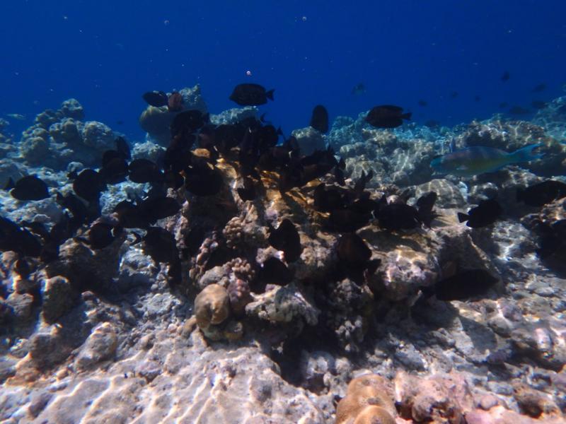 珊瑚に沢山の魚が集まっています