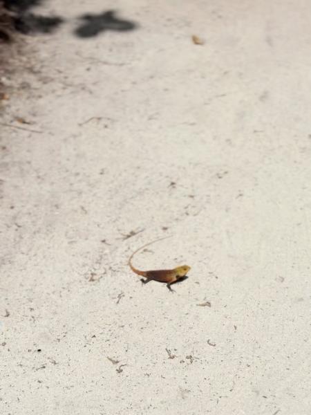 トカゲたくさんいました！ すごいでかいコウモリもいて可愛かったです！