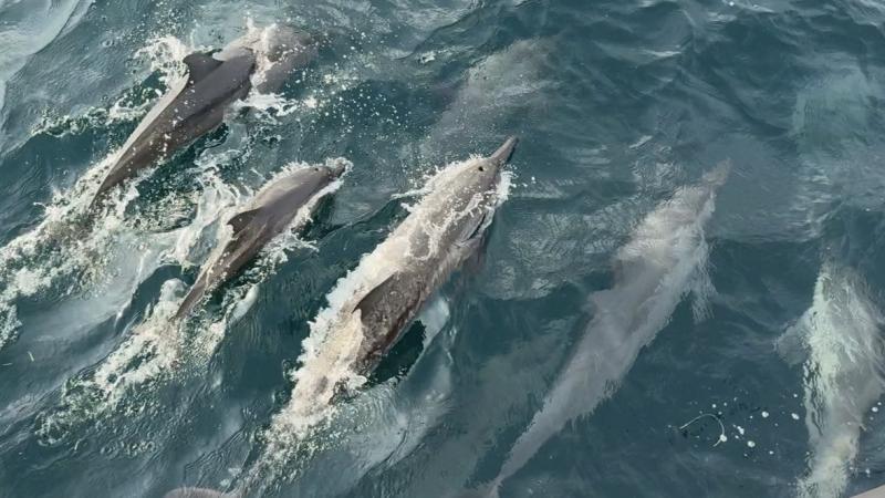 サンセットドルフィンクルーズ