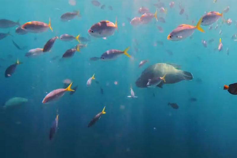 海の中はキラキラと輝いています