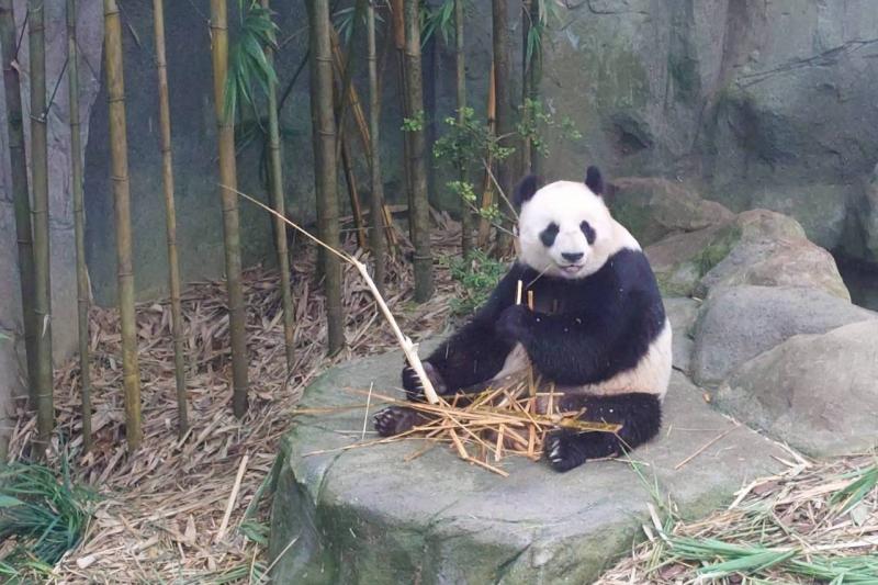 リバー ワンダーズのパンダ館 