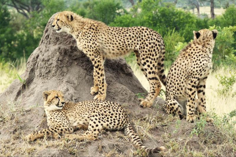ヒョウの親子がアフリカの大地を走りまわっている姿が印象的でした