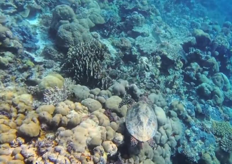 ウーロンチャネルではウミガメが悠々と泳いでいます